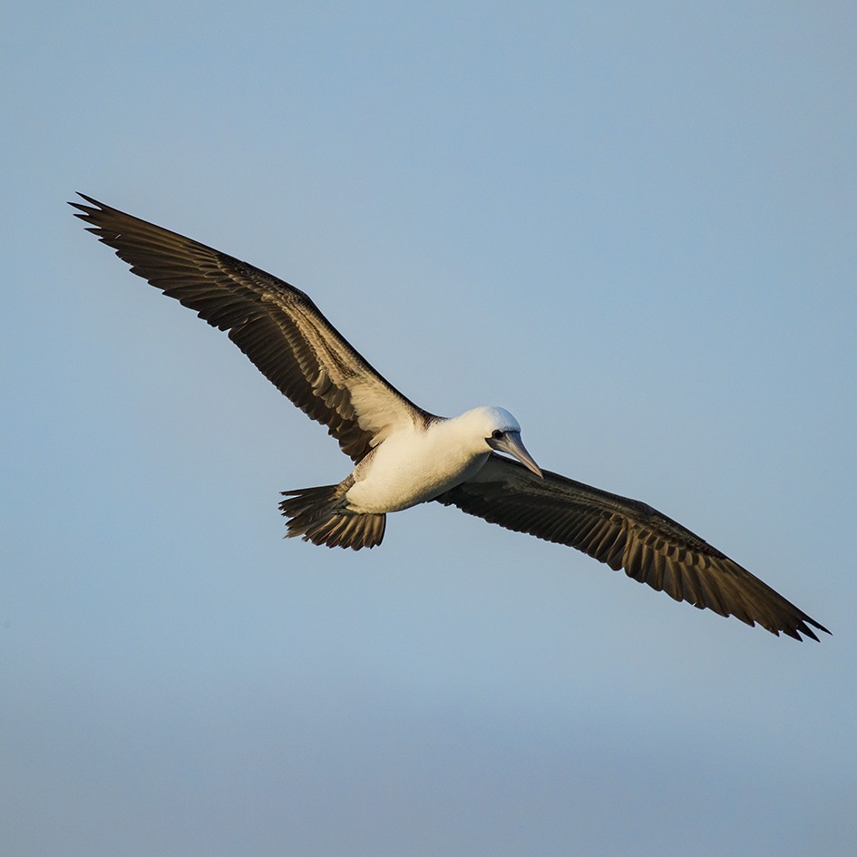 Peruvian Booby - ML57466951