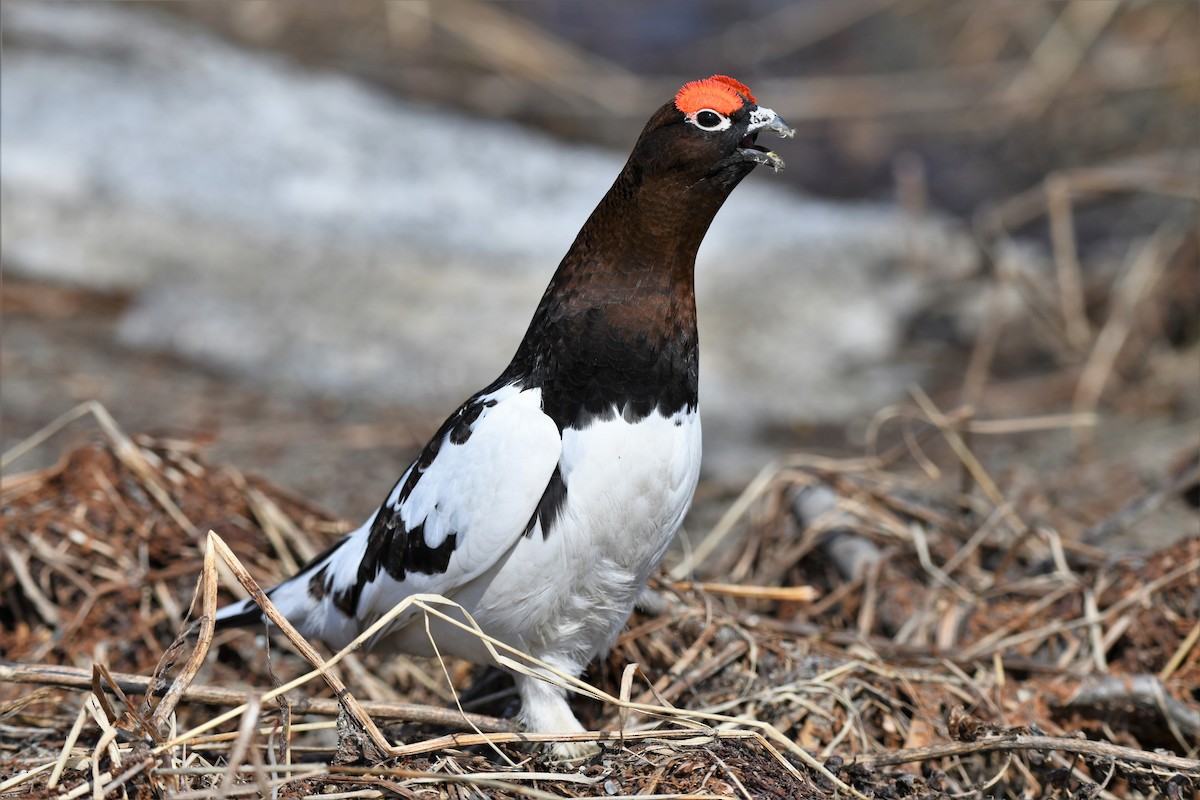 Willow Ptarmigan - Timothy Piranian