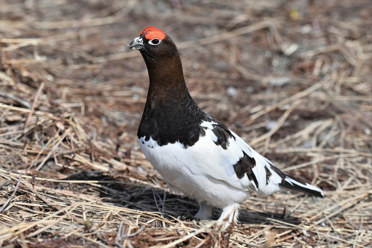 Willow Ptarmigan - ML574669571