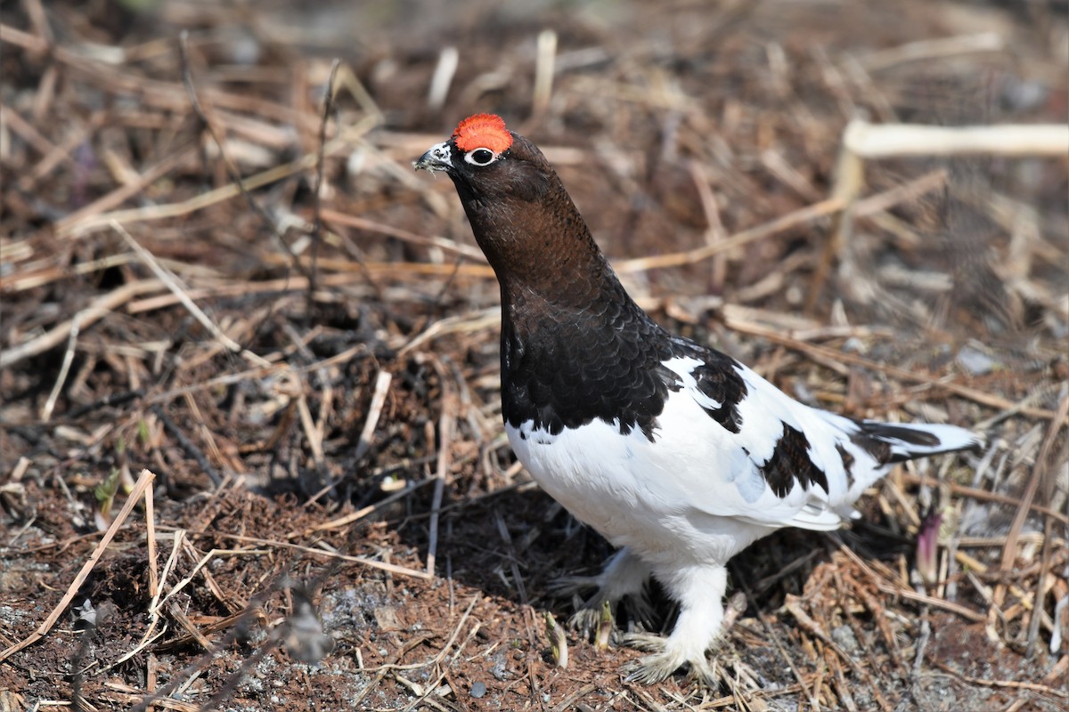 Moorschneehuhn - ML574669581