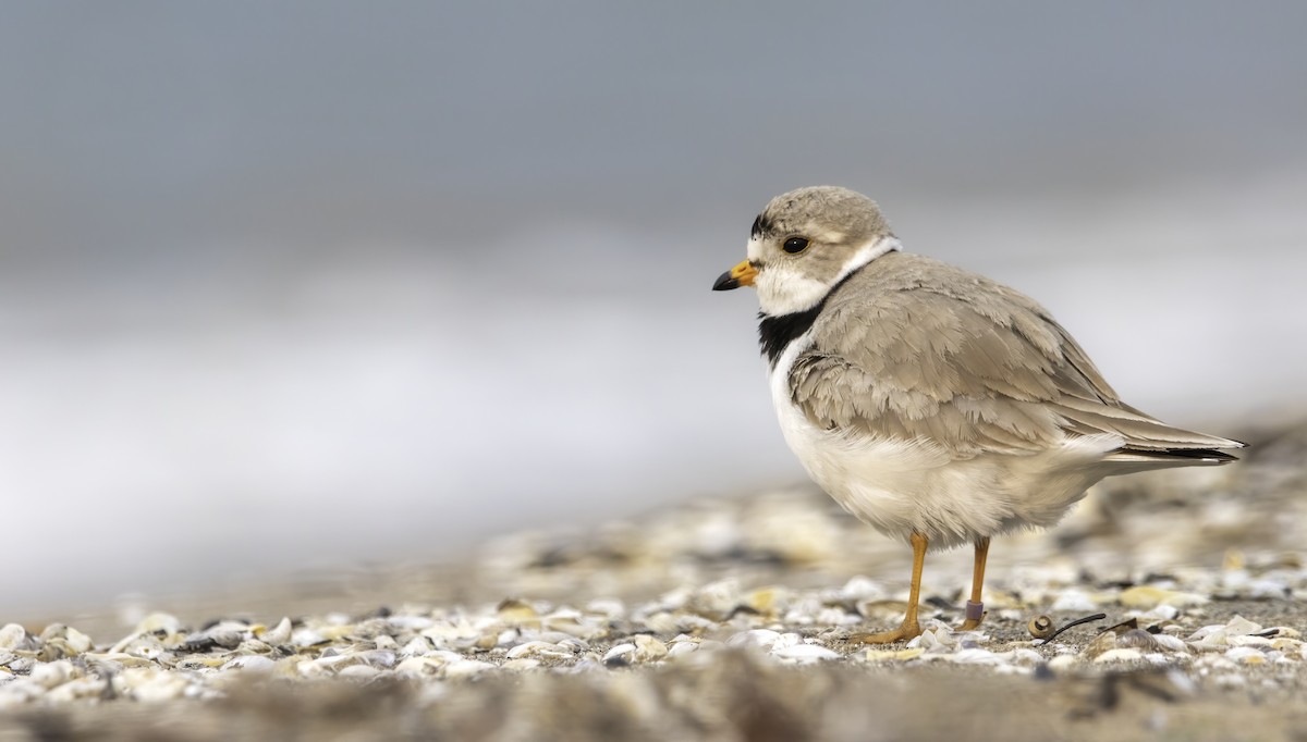 Piping Plover - Nick  Waite