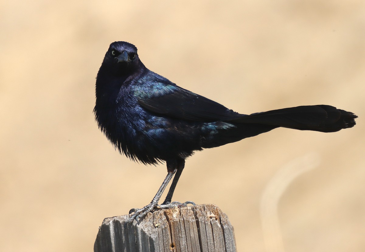 Great-tailed Grackle - James Lukenda