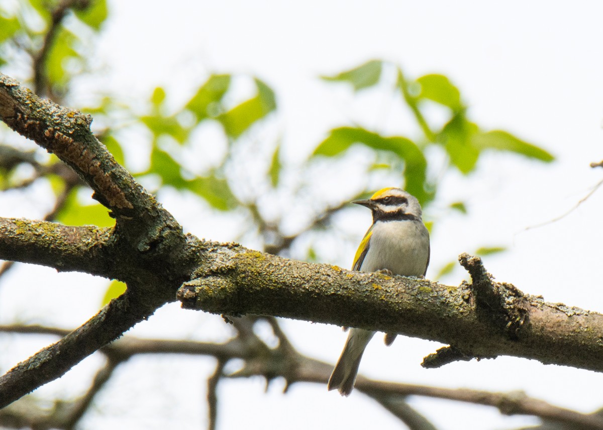 Golden-winged Warbler - ML574669901