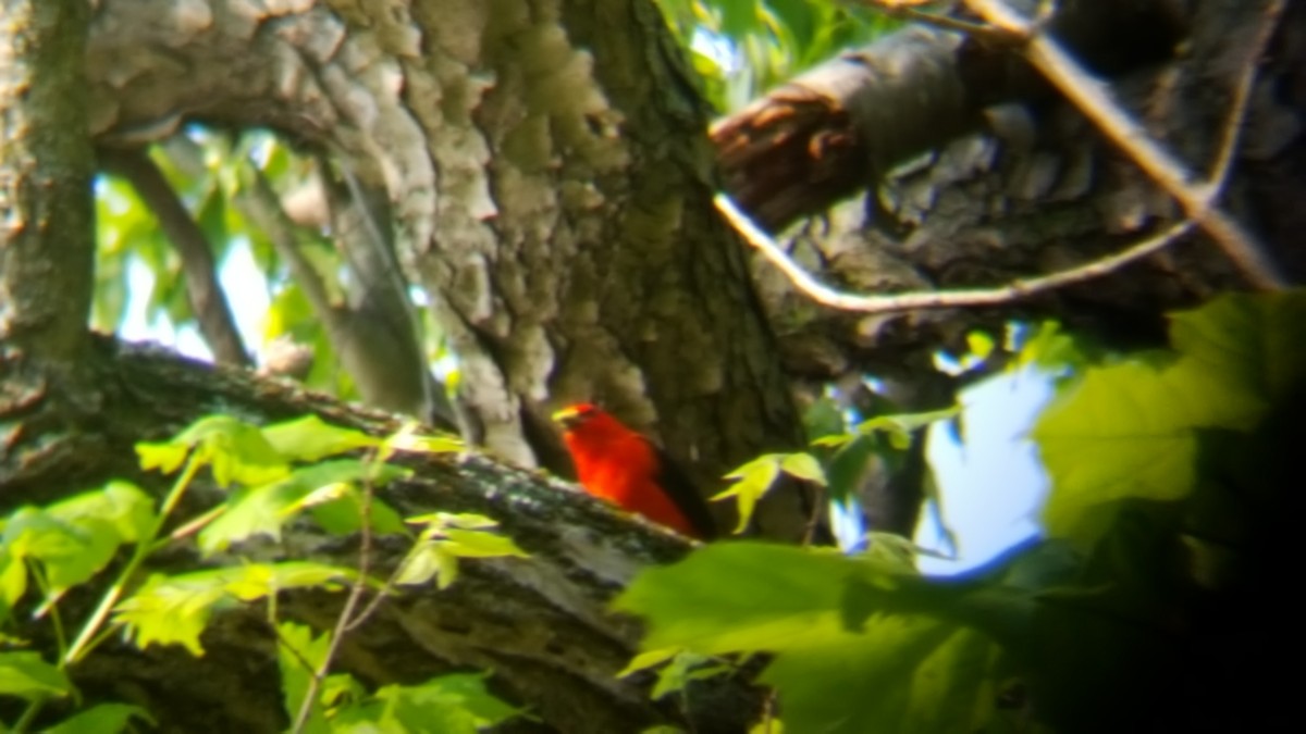 Scarlet Tanager - ML57466991