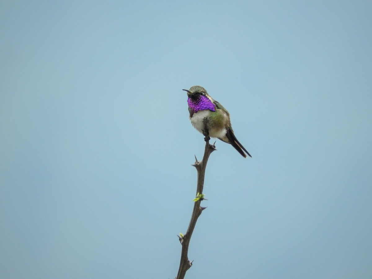 Lucifer Hummingbird - ML574669981