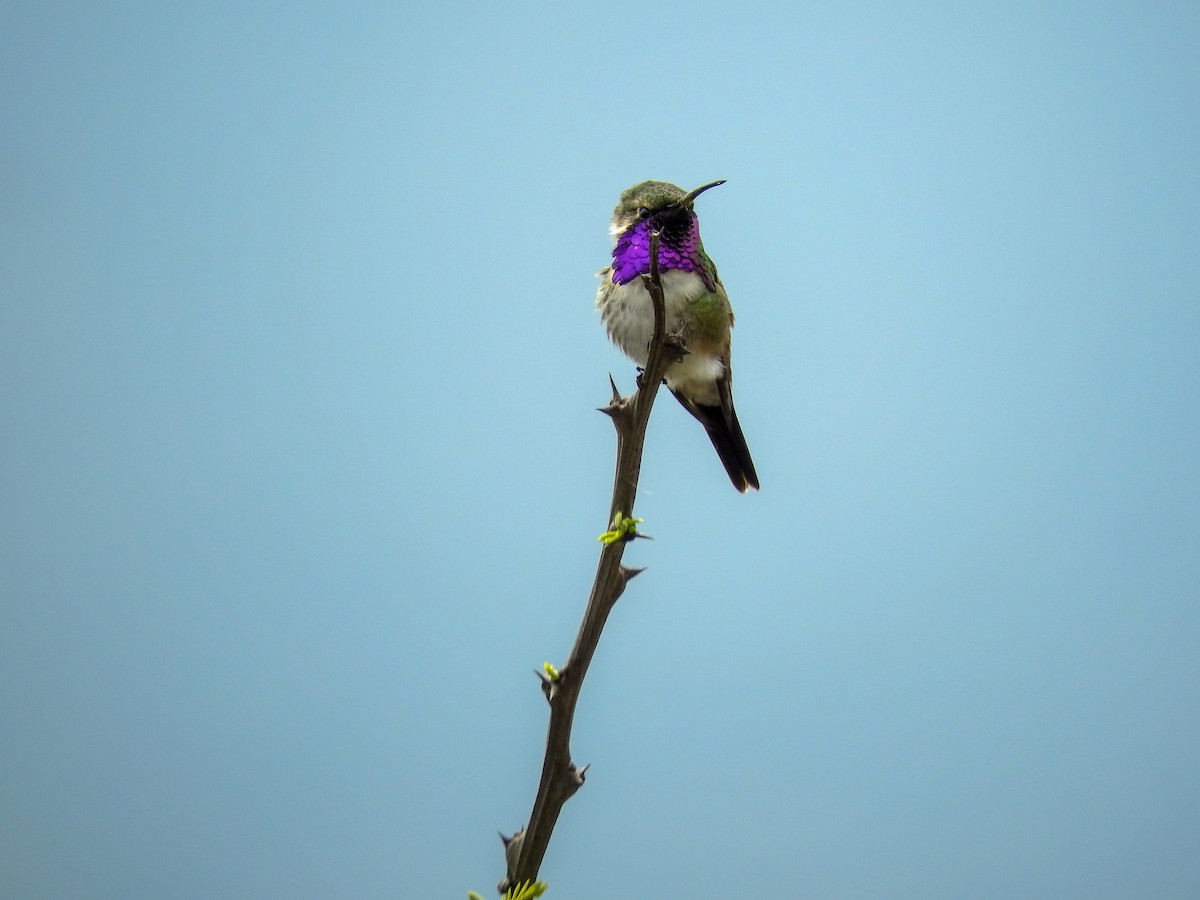 Lucifer Hummingbird - ML574669991