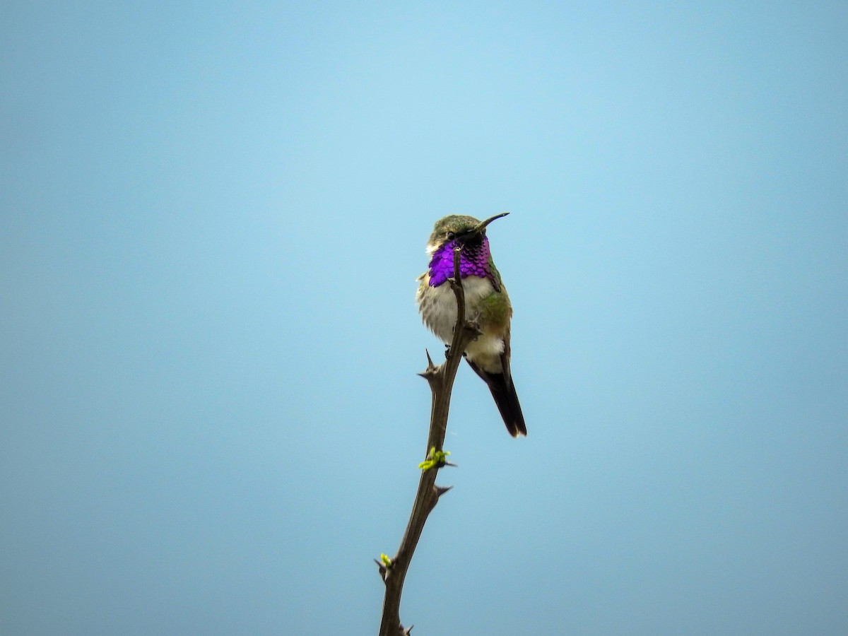 Lucifer Hummingbird - ML574670001