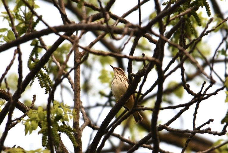 Louisiana Waterthrush - ML574670071