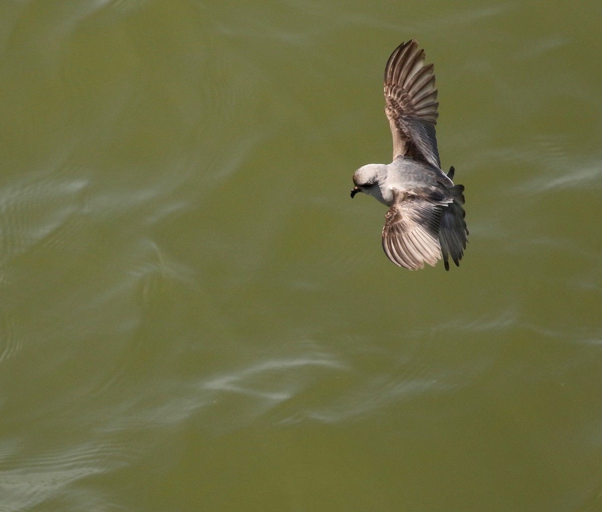Fork-tailed Storm-Petrel - Adam Dudley