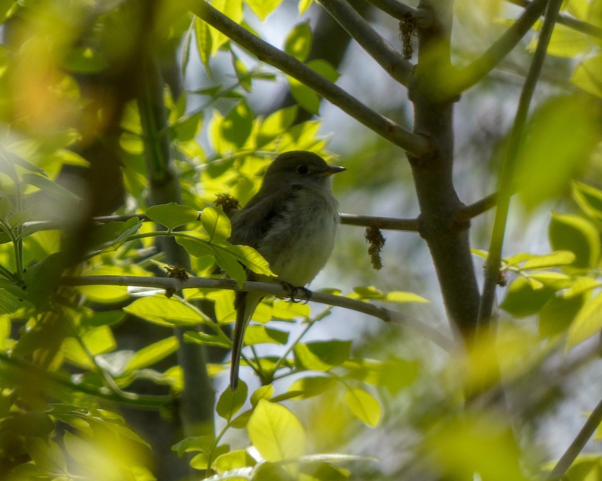 Least Flycatcher - ML574670431