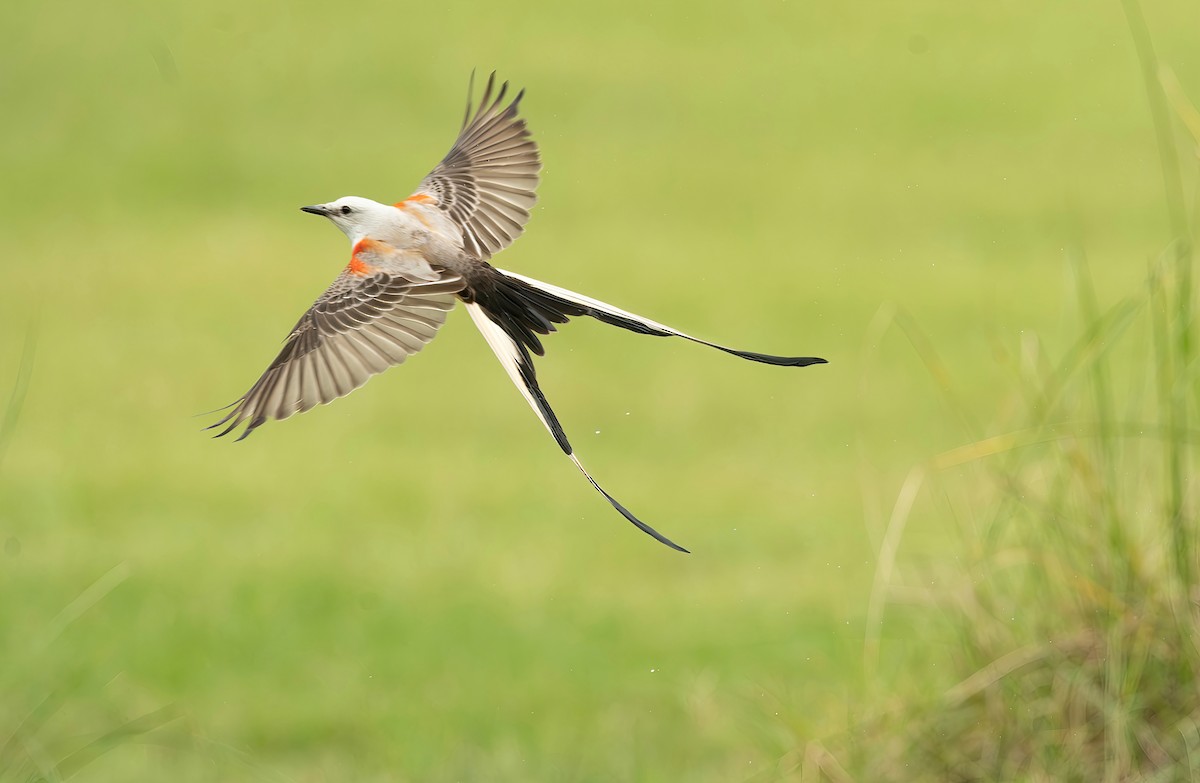 Scissor-tailed Flycatcher - Randall Roberts