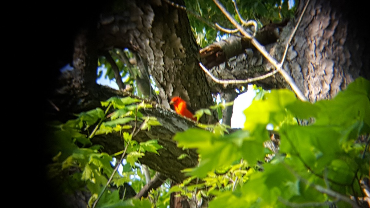 Scarlet Tanager - ML57467061