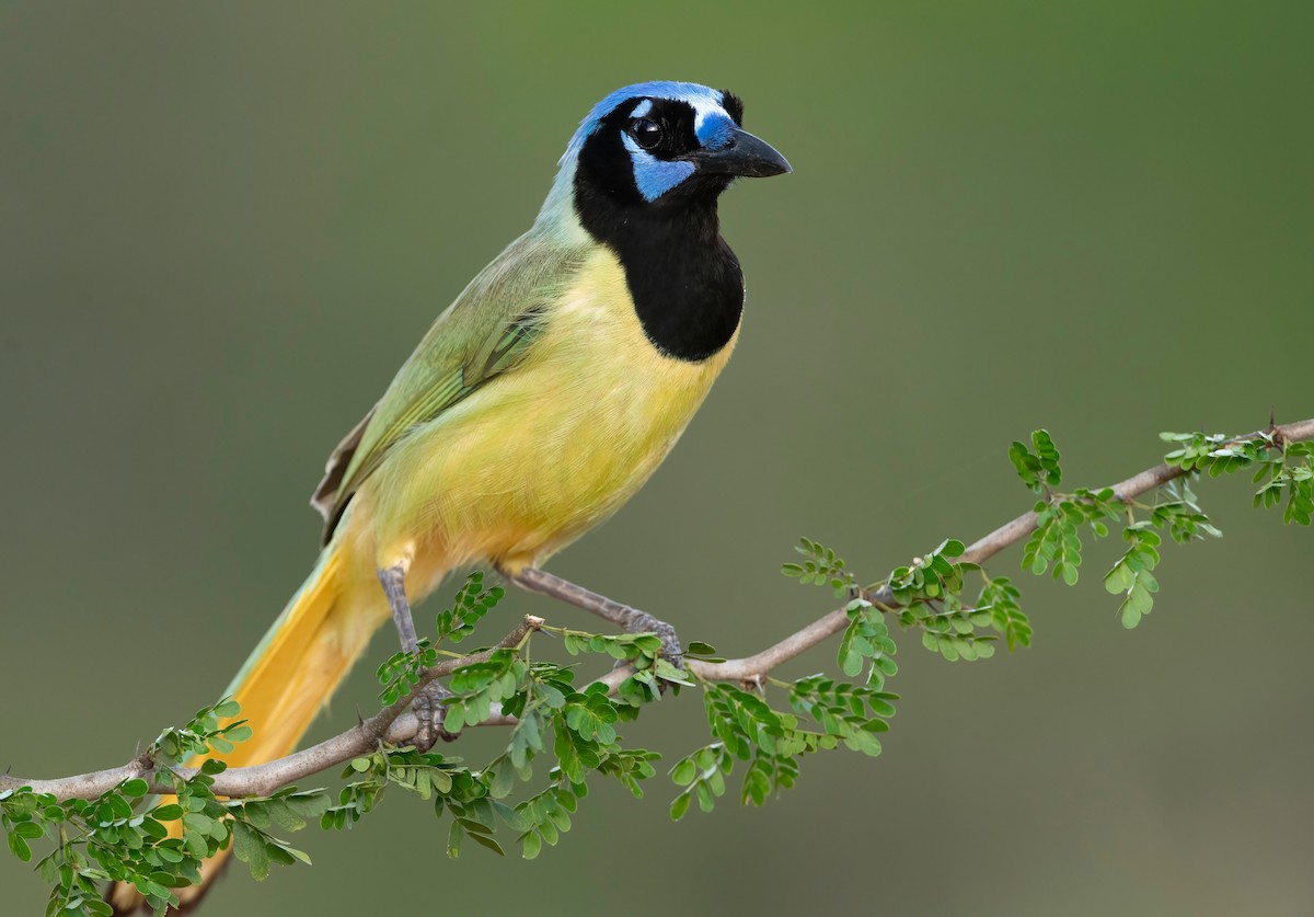 Green Jay - ML574670651