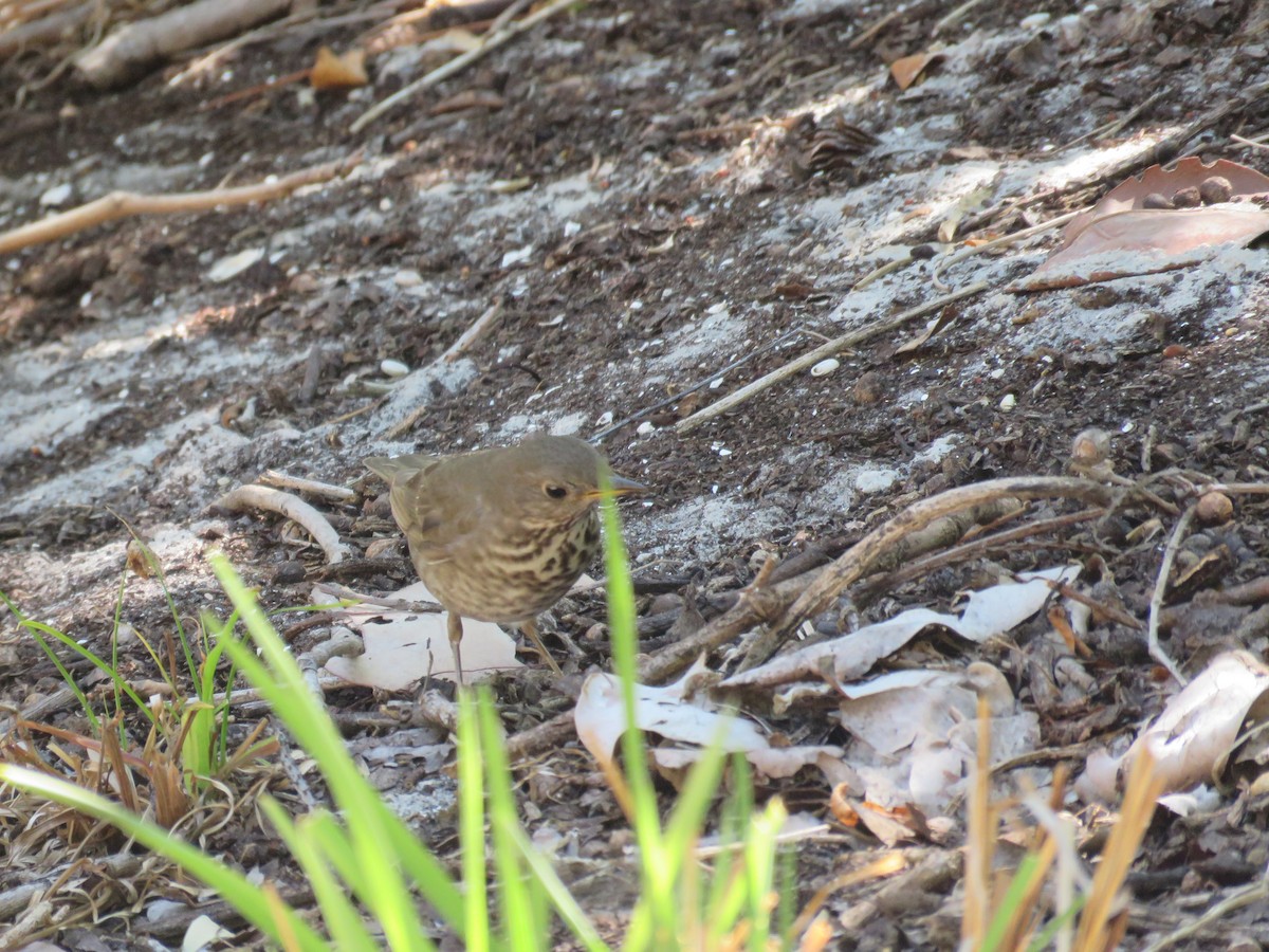 Gray-cheeked Thrush - ML57467111