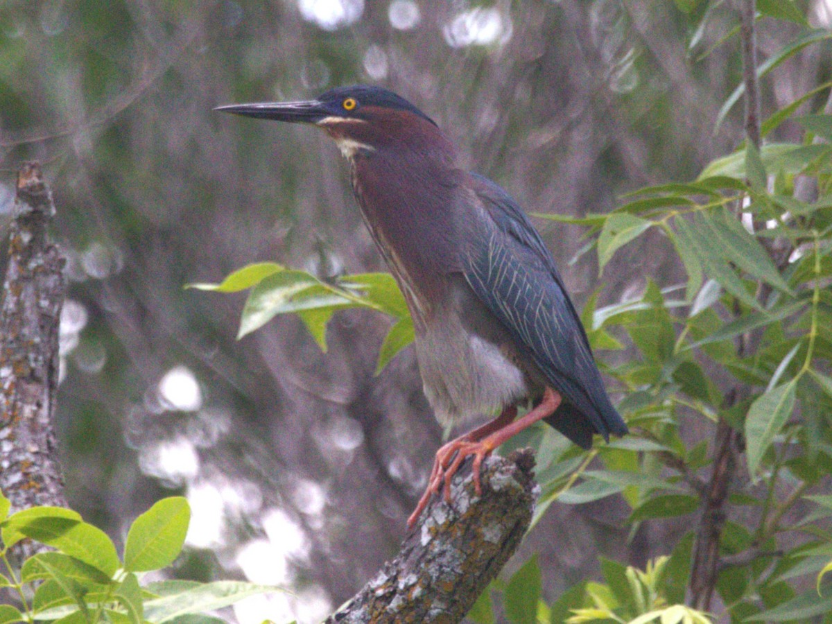 Green Heron - ML574671931