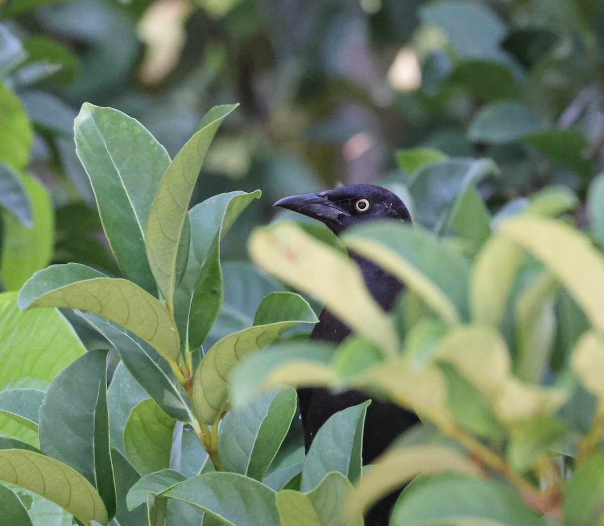 Common Grackle - ML574672661