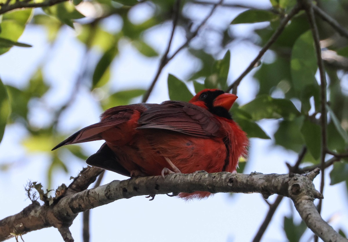 Northern Cardinal - Tracy Drake