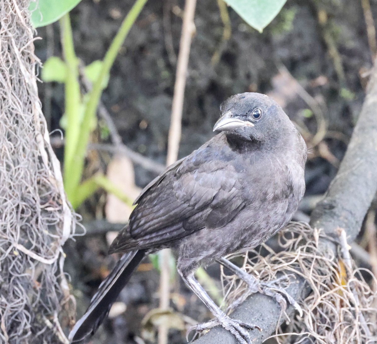 Common Grackle - ML574672991