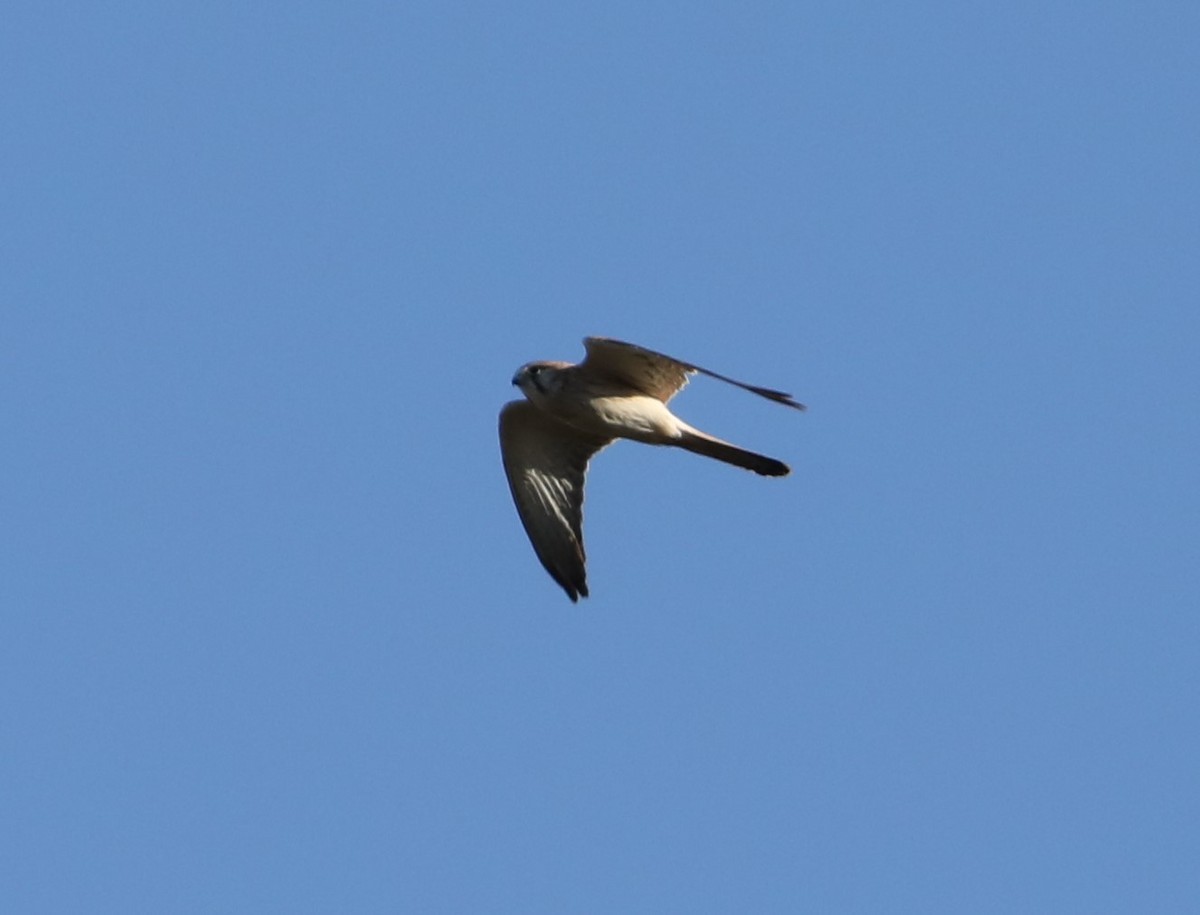 Nankeen Kestrel - ML574673071