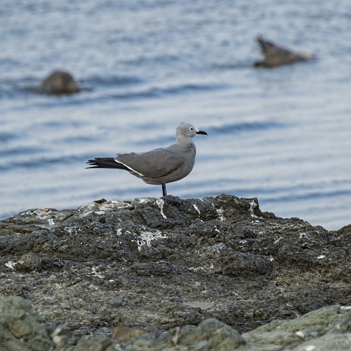 Gray Gull - ML57467321