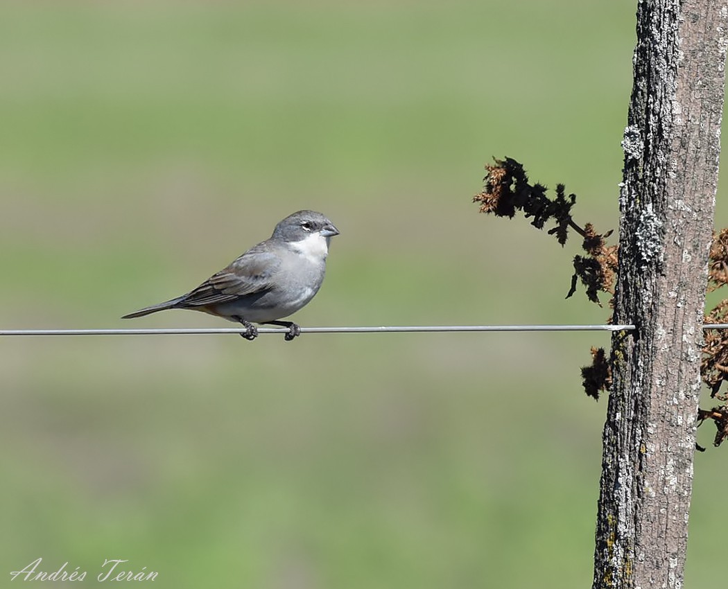 Diuca Finch - ML57467331