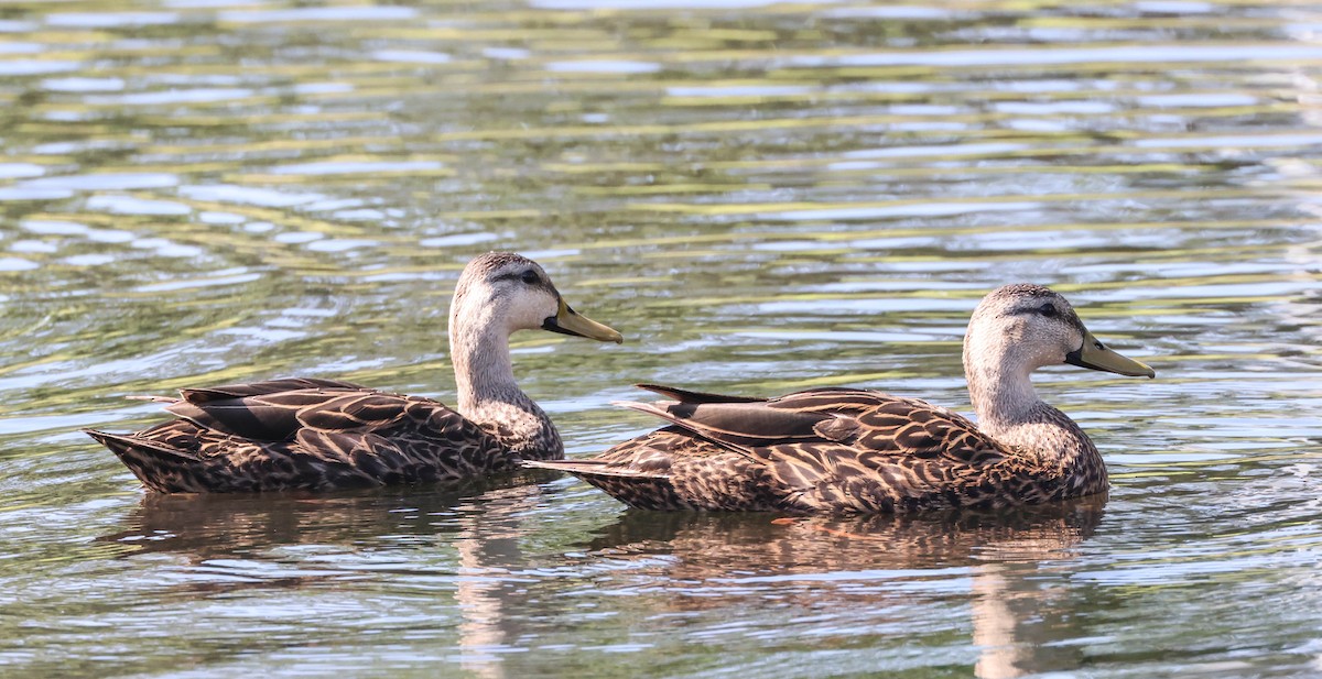 Canard brun (fulvigula) - ML574673471