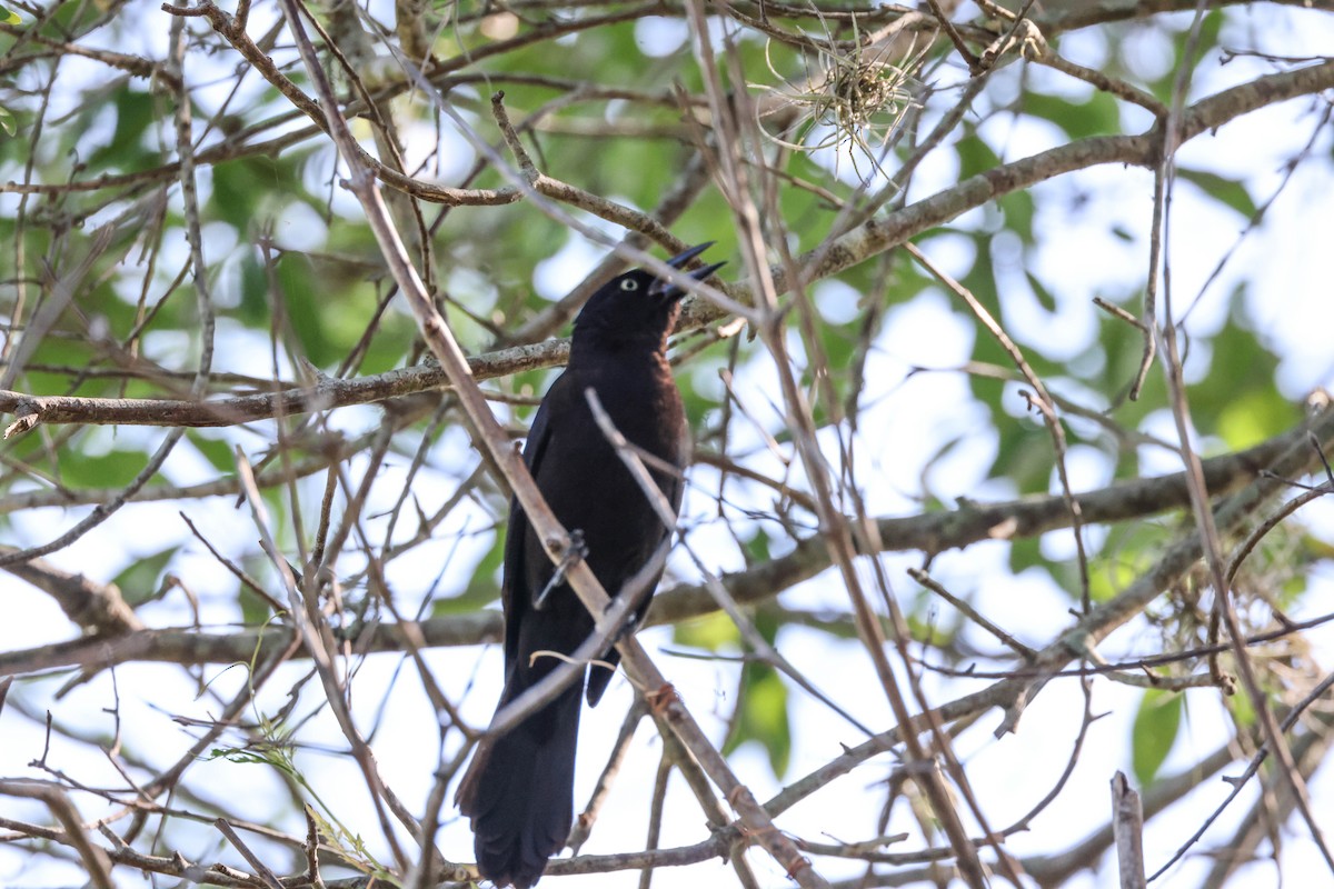 Common Grackle - ML574673691