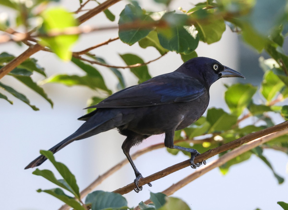 Common Grackle - ML574673901