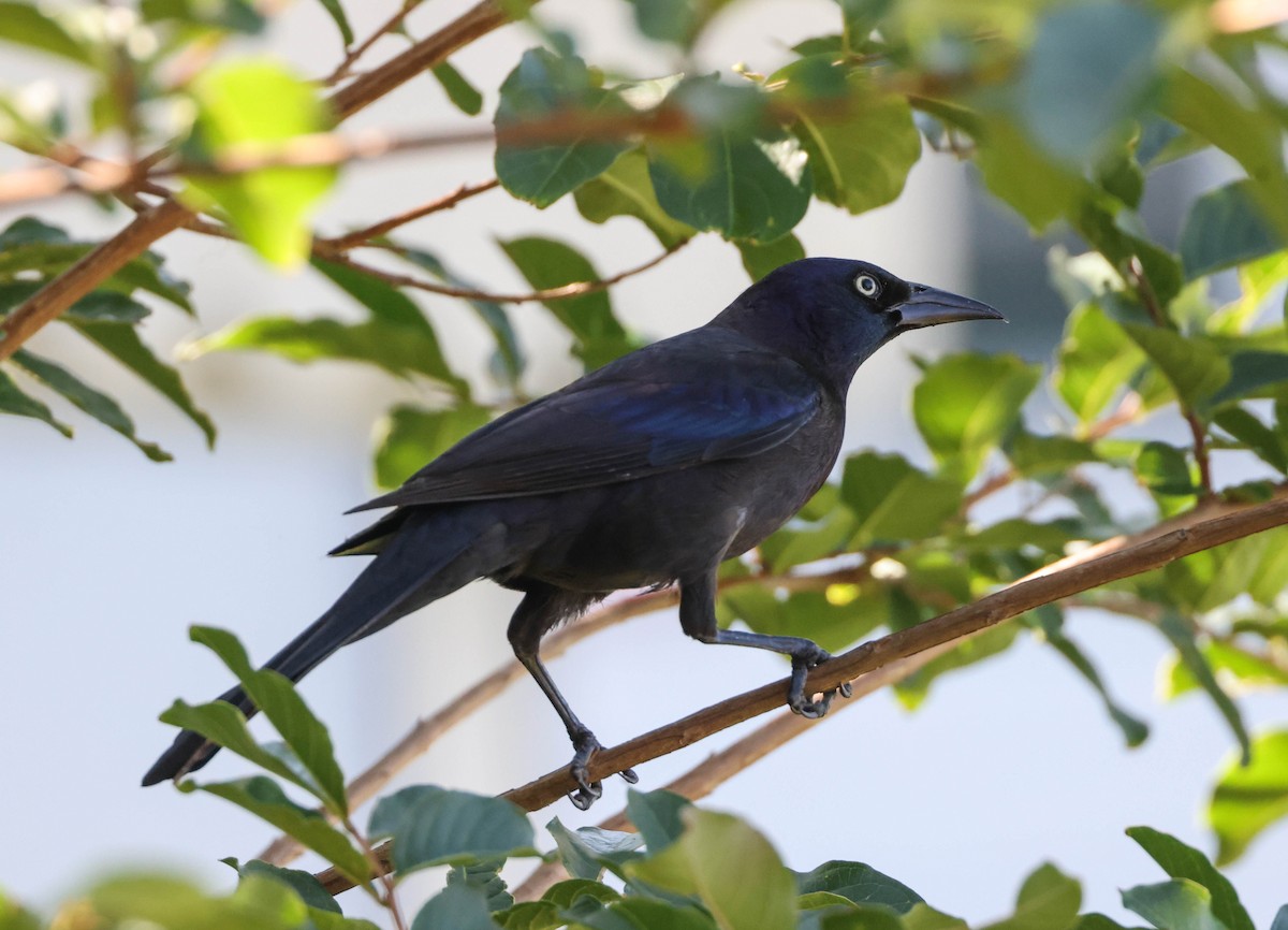 Common Grackle - ML574673921