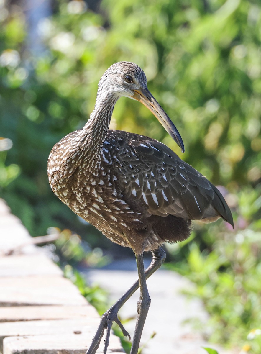 Limpkin - Tracy Drake