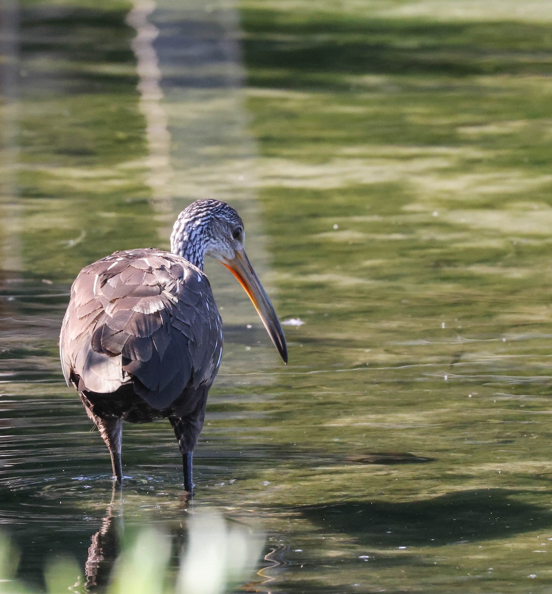 Limpkin - ML574674011