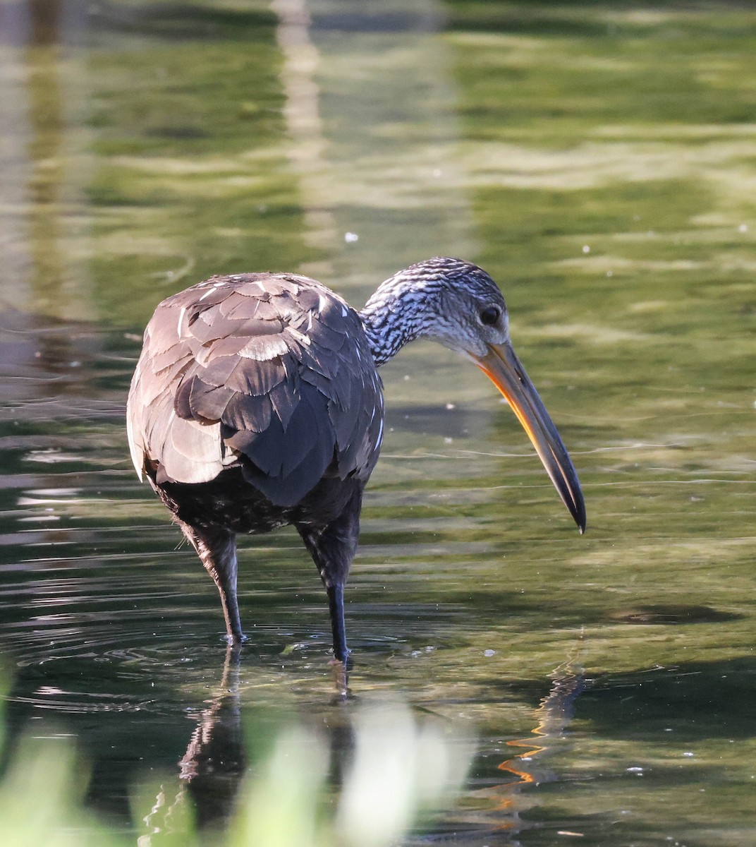 Limpkin - ML574674031