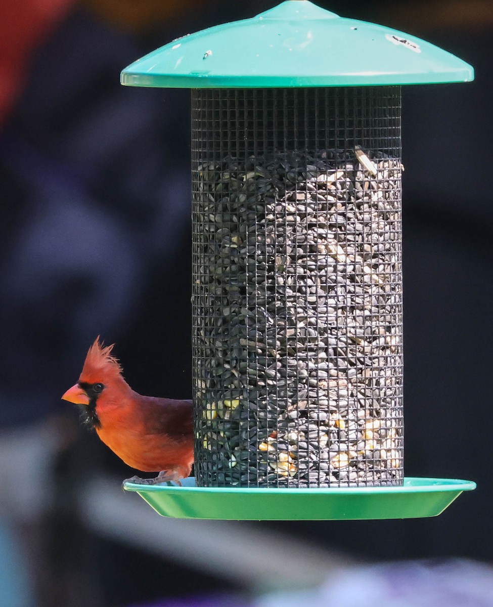 Northern Cardinal - ML574674181