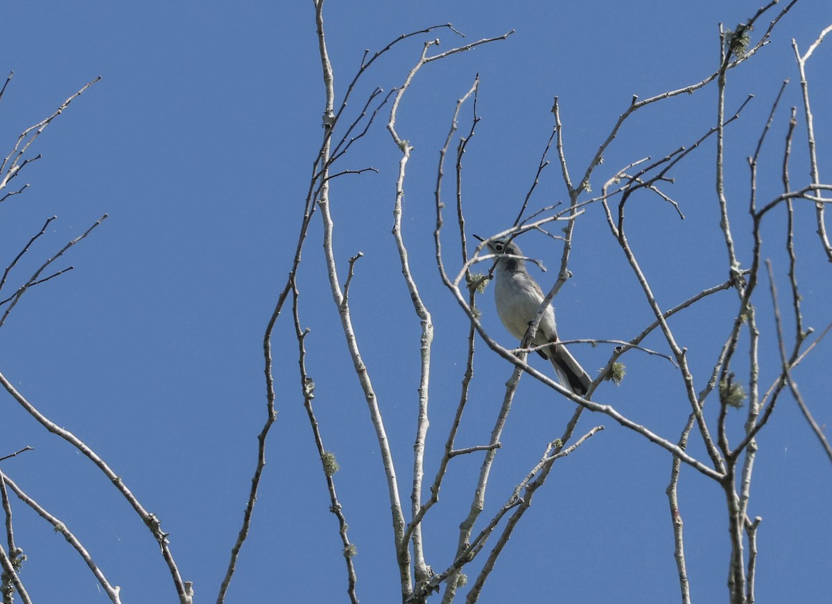 Blue-gray Gnatcatcher - ML574674221