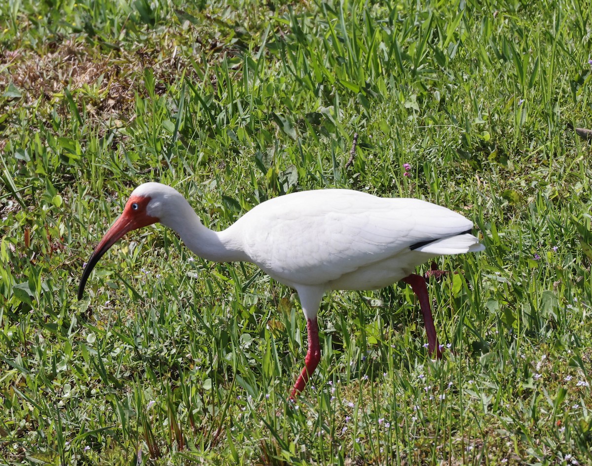 White Ibis - ML574674341