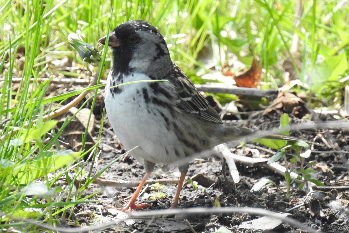 Harris's Sparrow - Marti Horman