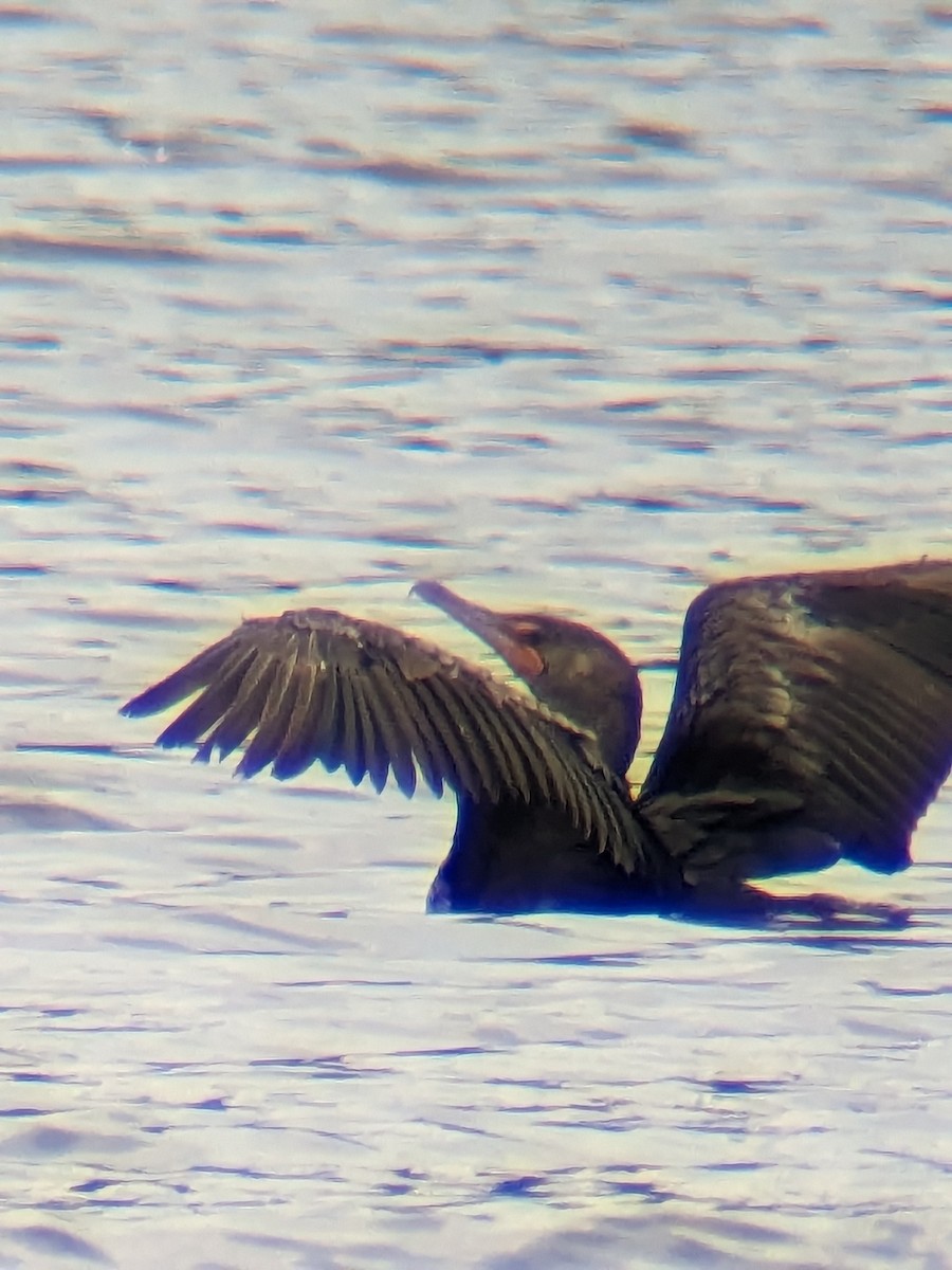 Double-crested Cormorant - ML574675161