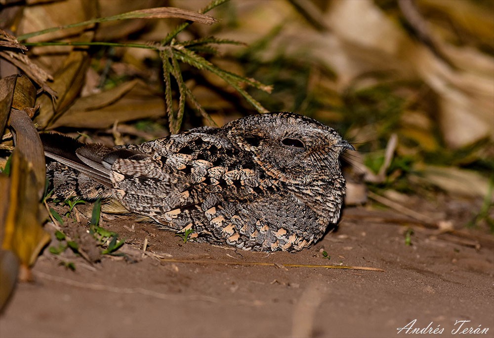 Band-winged Nightjar - ML57467551