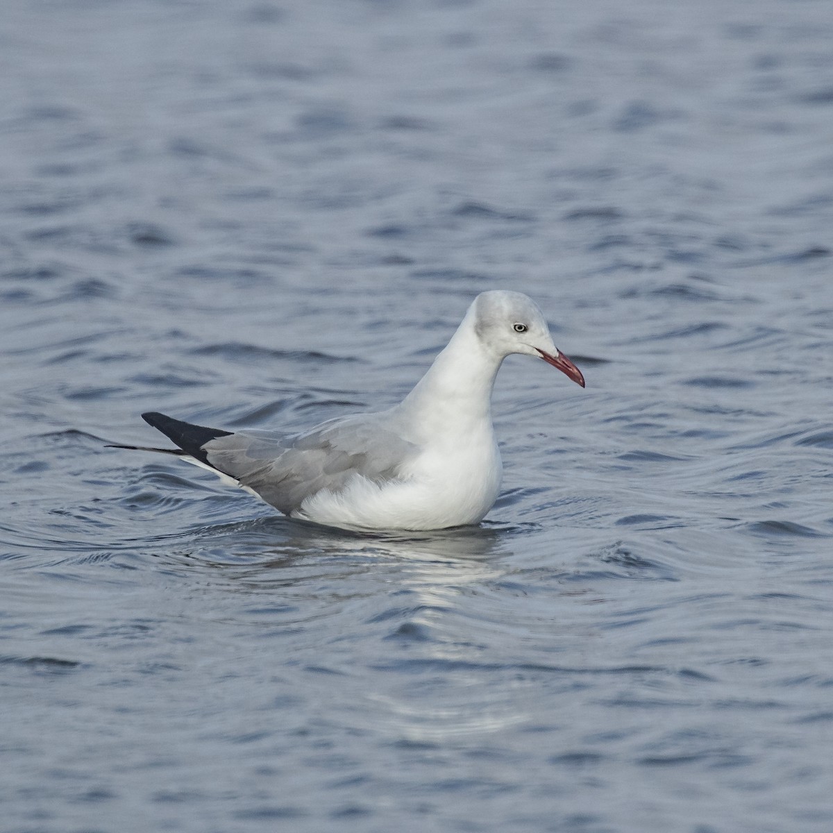 Gray-hooded Gull - ML57467591