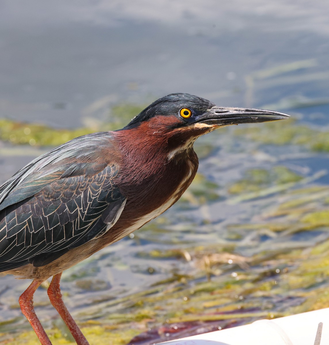 Green Heron - ML574676051