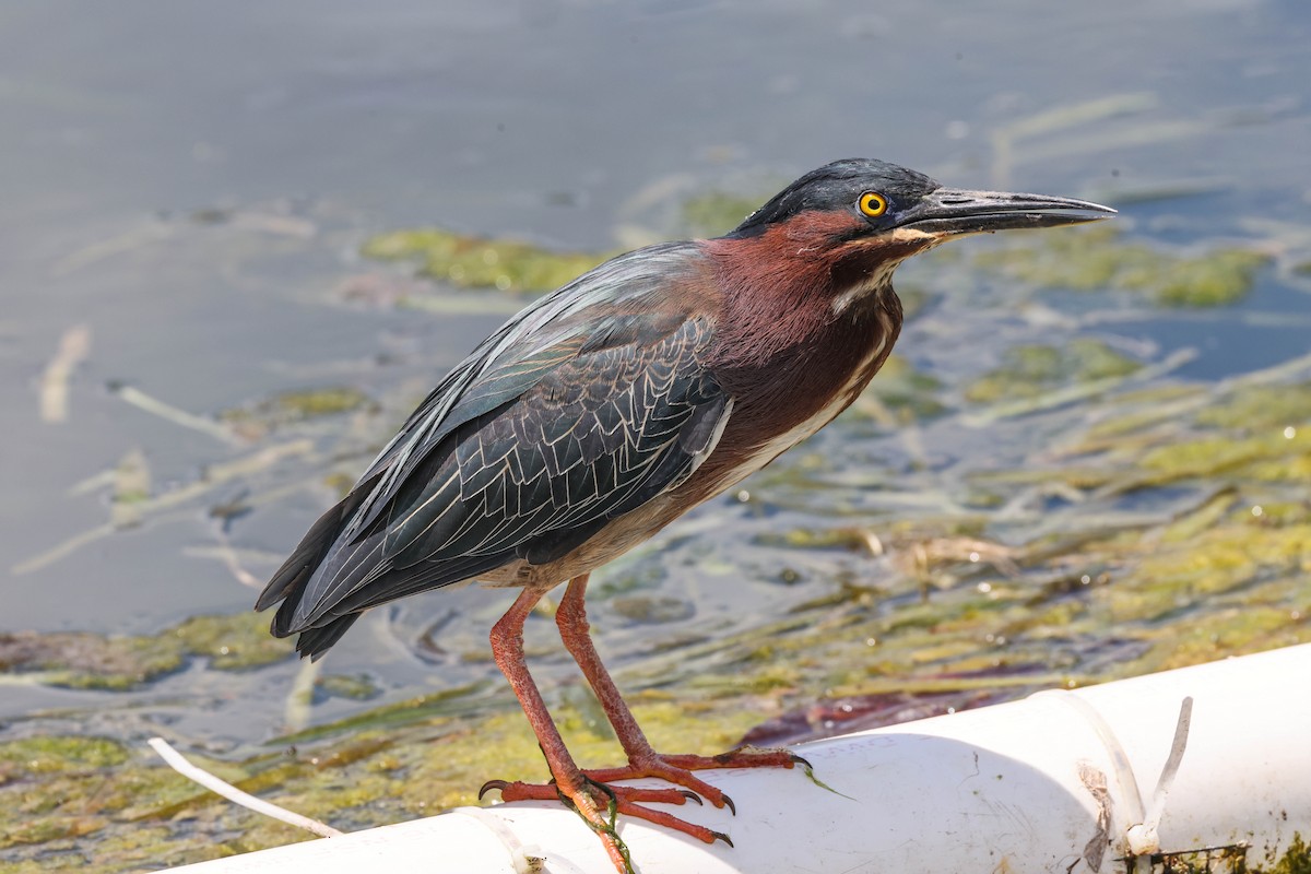 Green Heron - ML574676061