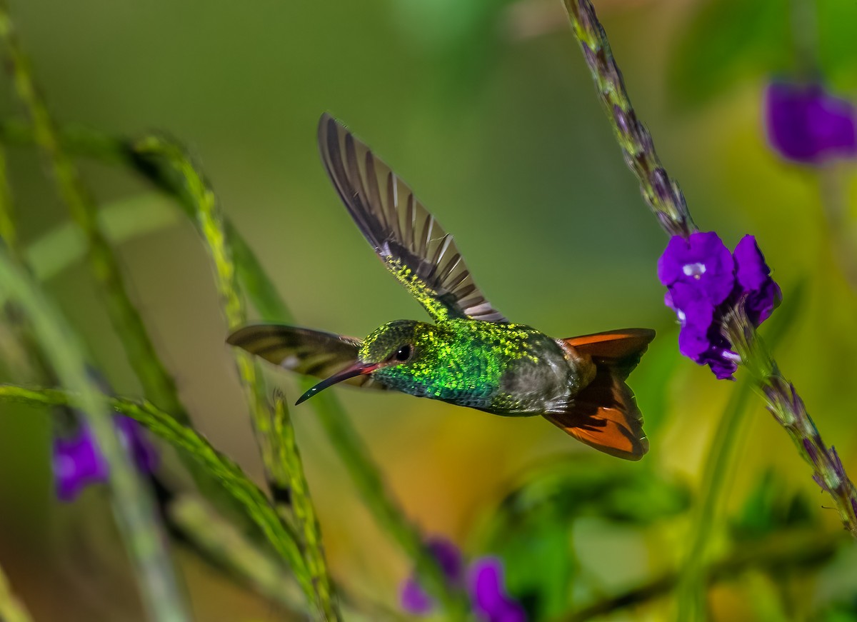 Rufous-tailed Hummingbird - Jim Merritt
