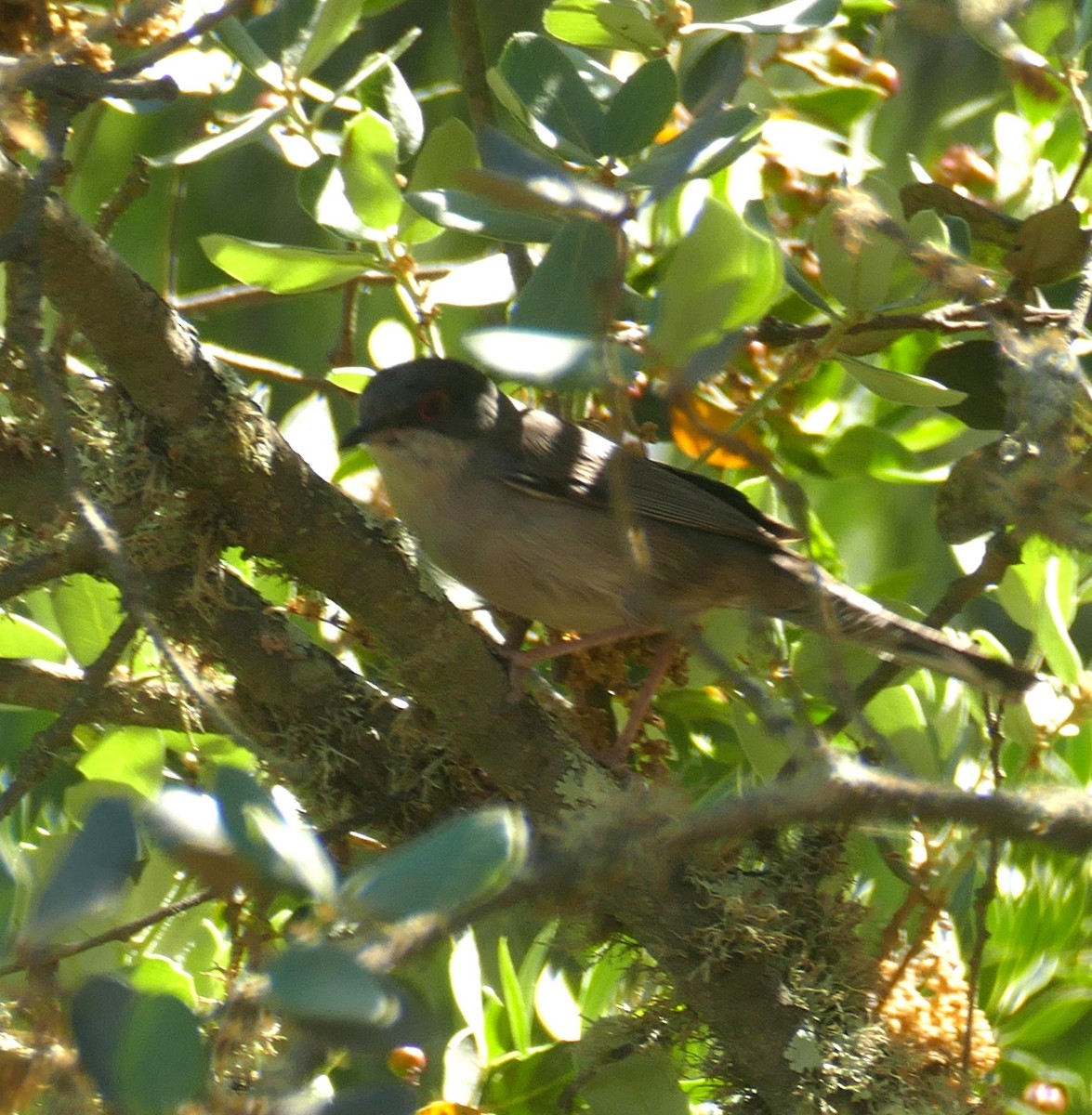 Sardinian Warbler - ML574676441