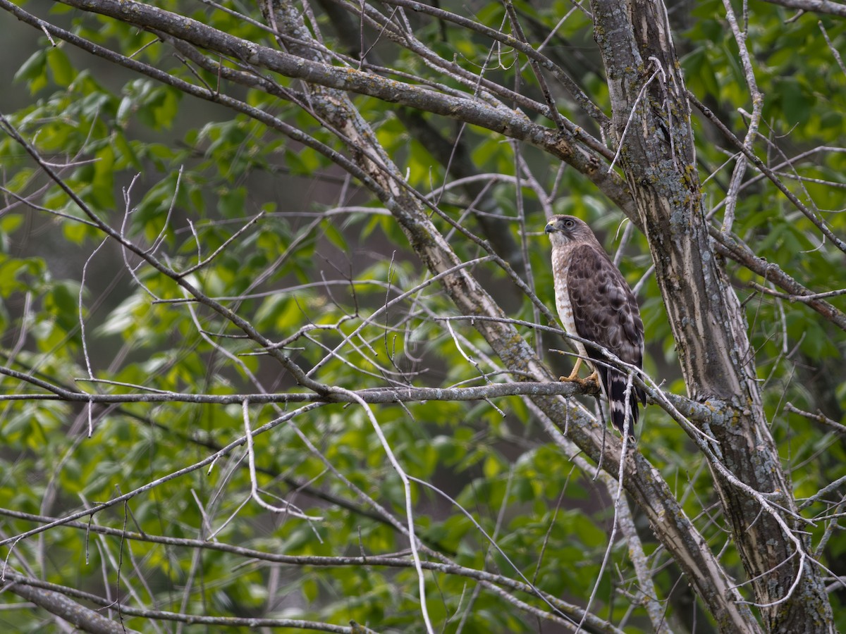 Broad-winged Hawk - ML574677021