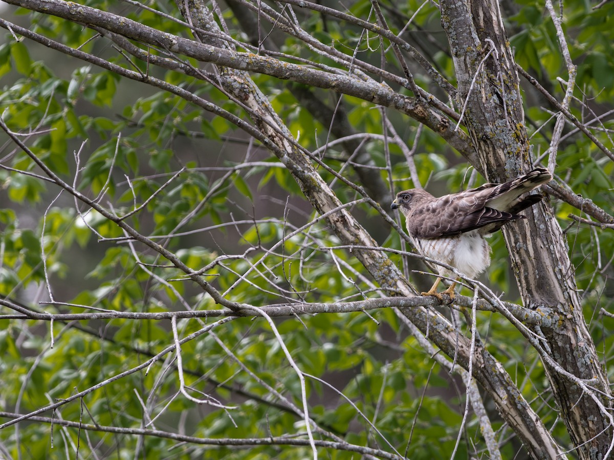 Broad-winged Hawk - ML574677111
