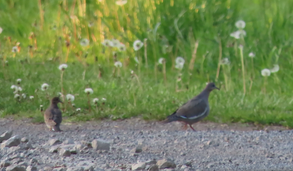 White-winged Dove - ML574677201