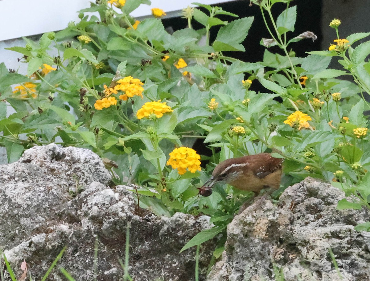 Carolina Wren - ML574677351