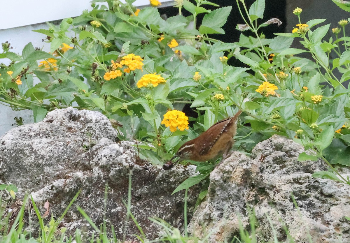 Carolina Wren - ML574677361