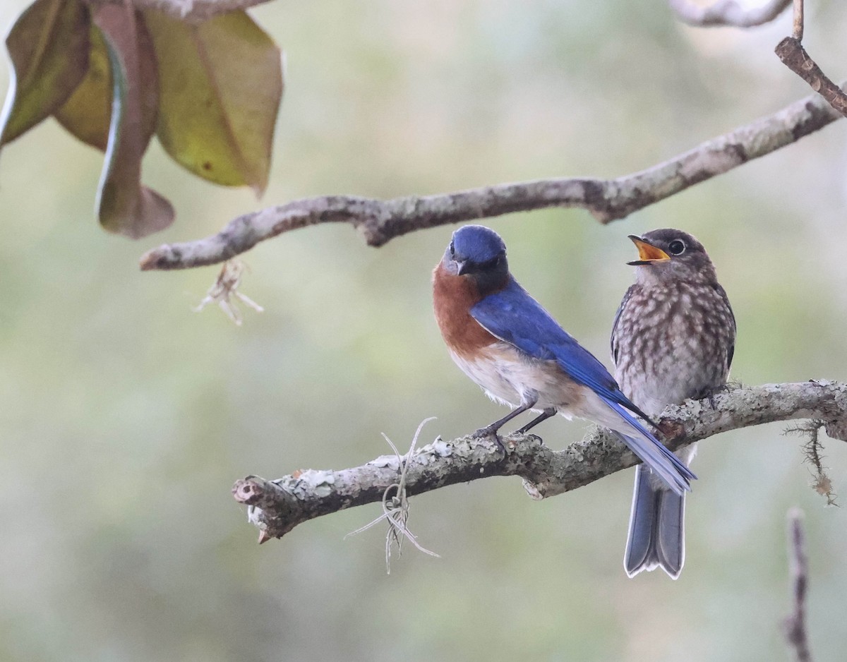 Eastern Bluebird - ML574677391