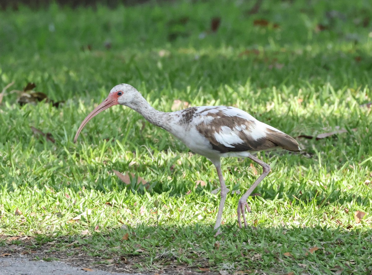 White Ibis - ML574677551